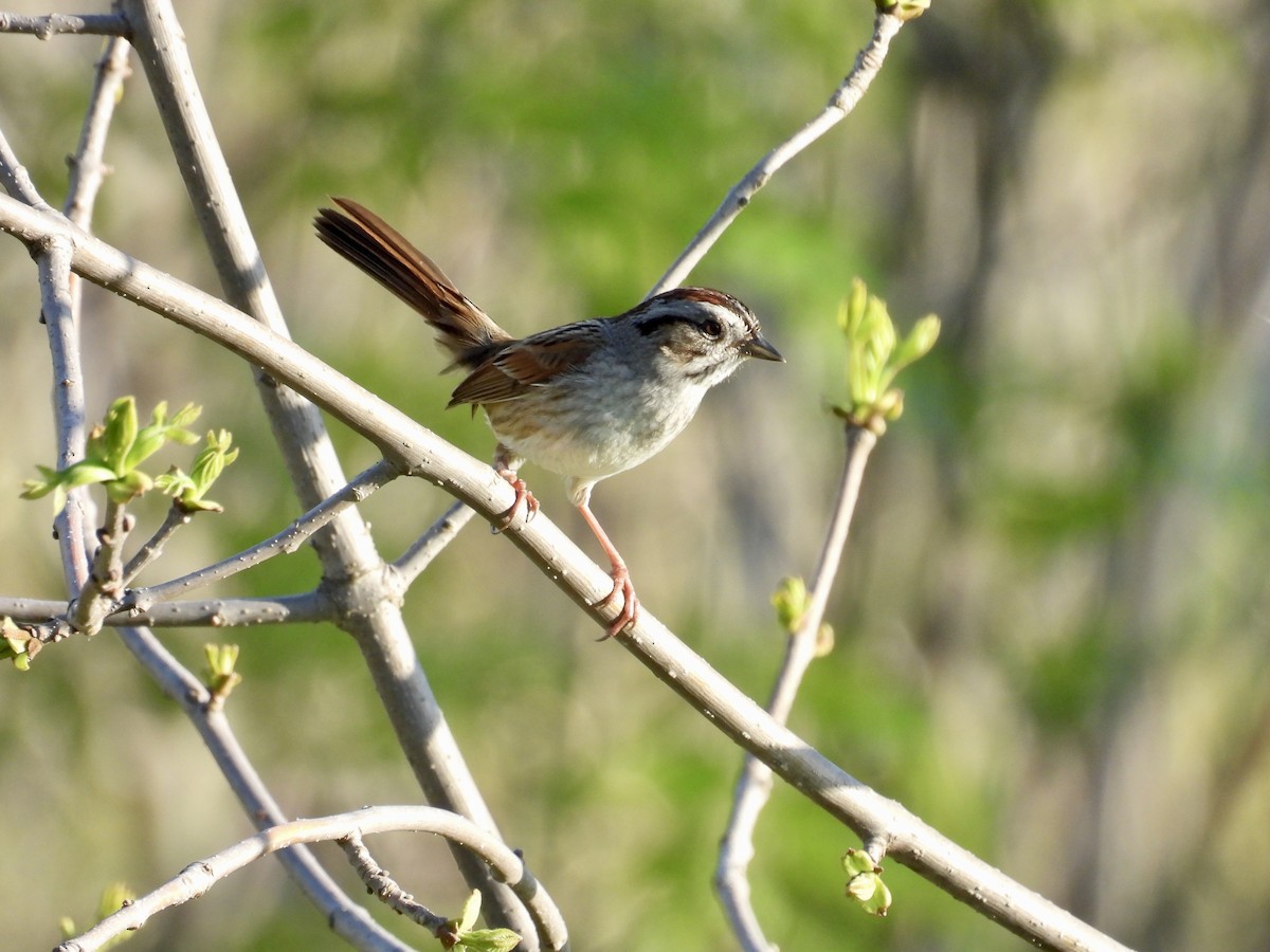 Swamp Sparrow - ML619412203