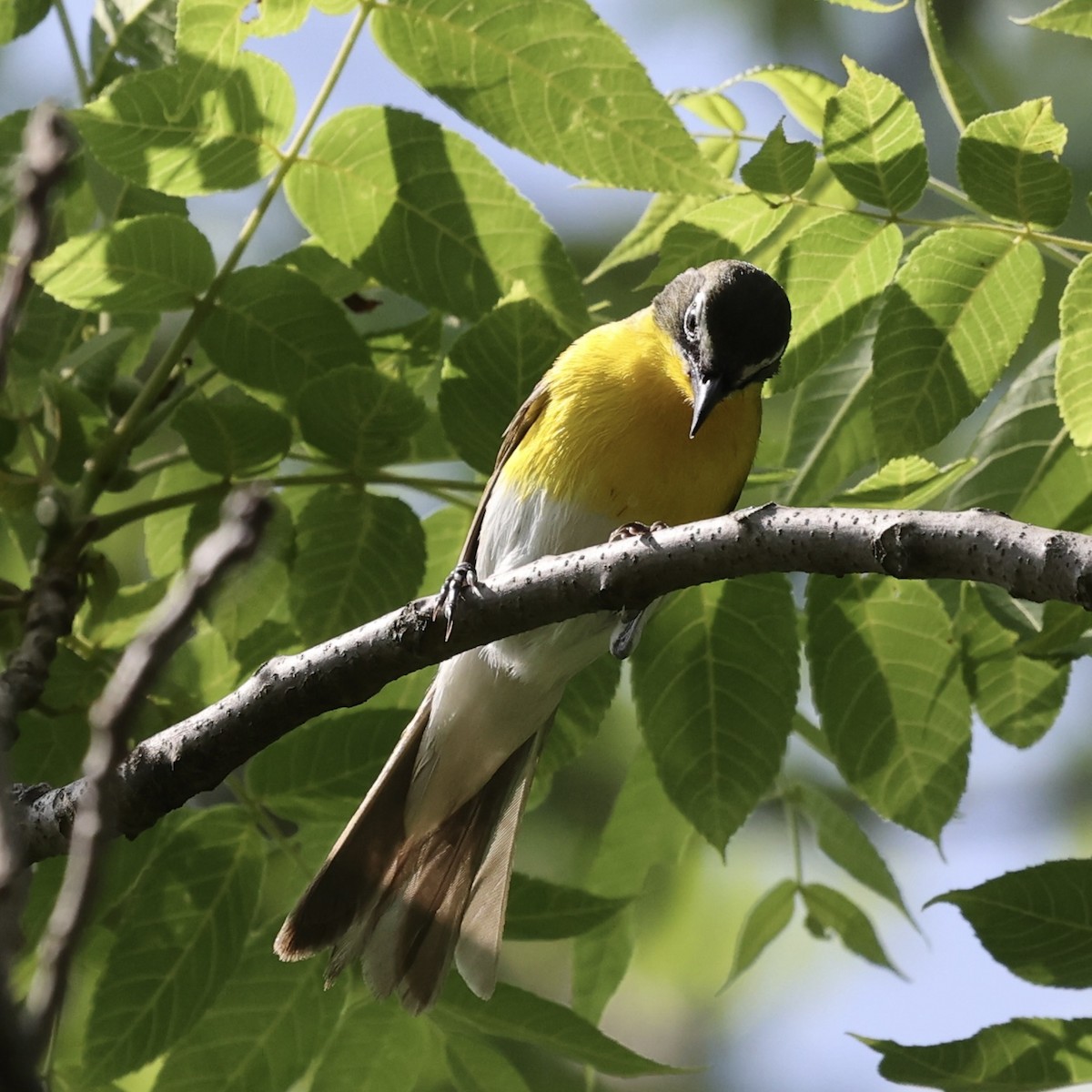Yellow-breasted Chat - ML619412256
