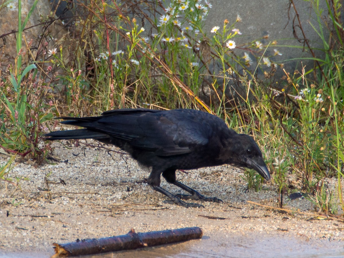 American Crow - ML619412259