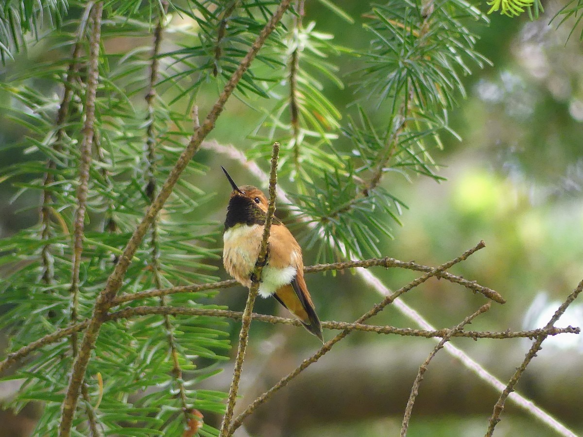 Rufous Hummingbird - ML619412316