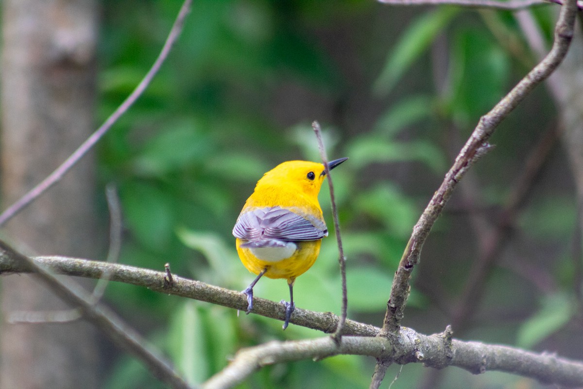 Prothonotary Warbler - ML619412359
