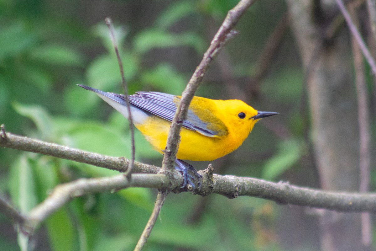 Prothonotary Warbler - ML619412360