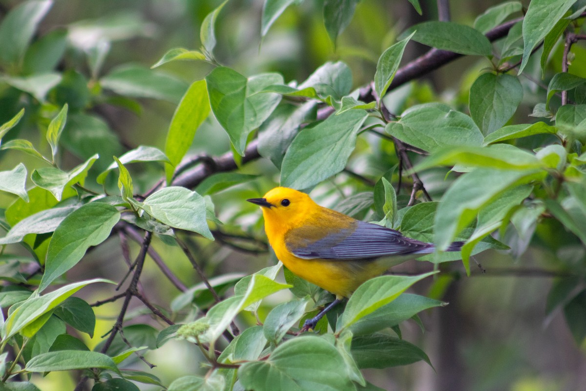 Prothonotary Warbler - ML619412361