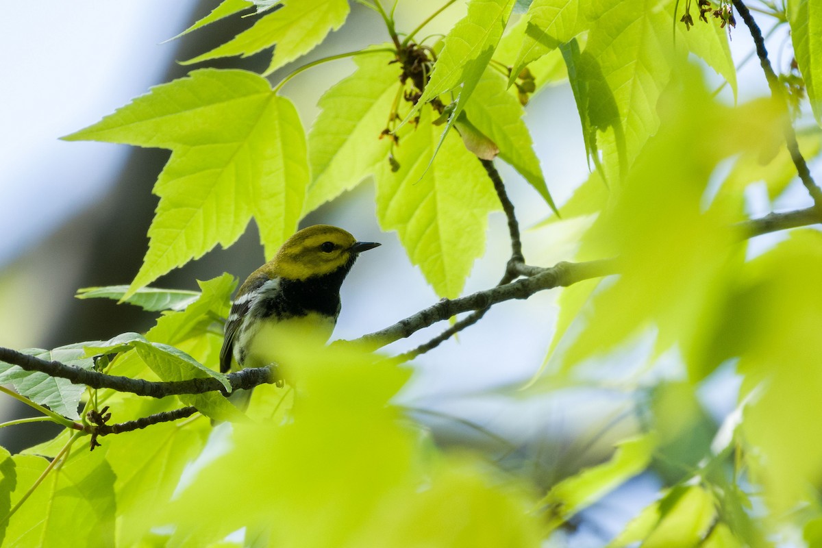 Black-throated Green Warbler - ML619412402