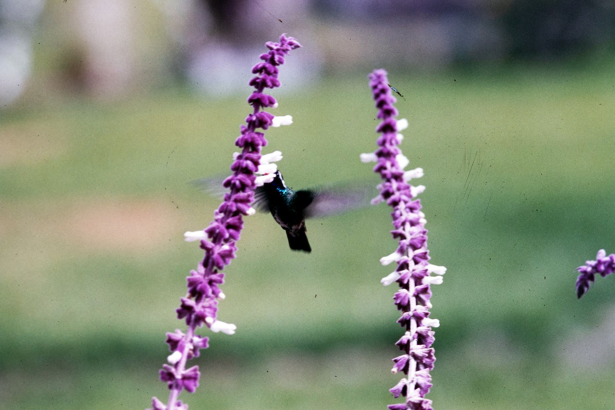 kolibřík bělouchý - ML619412443