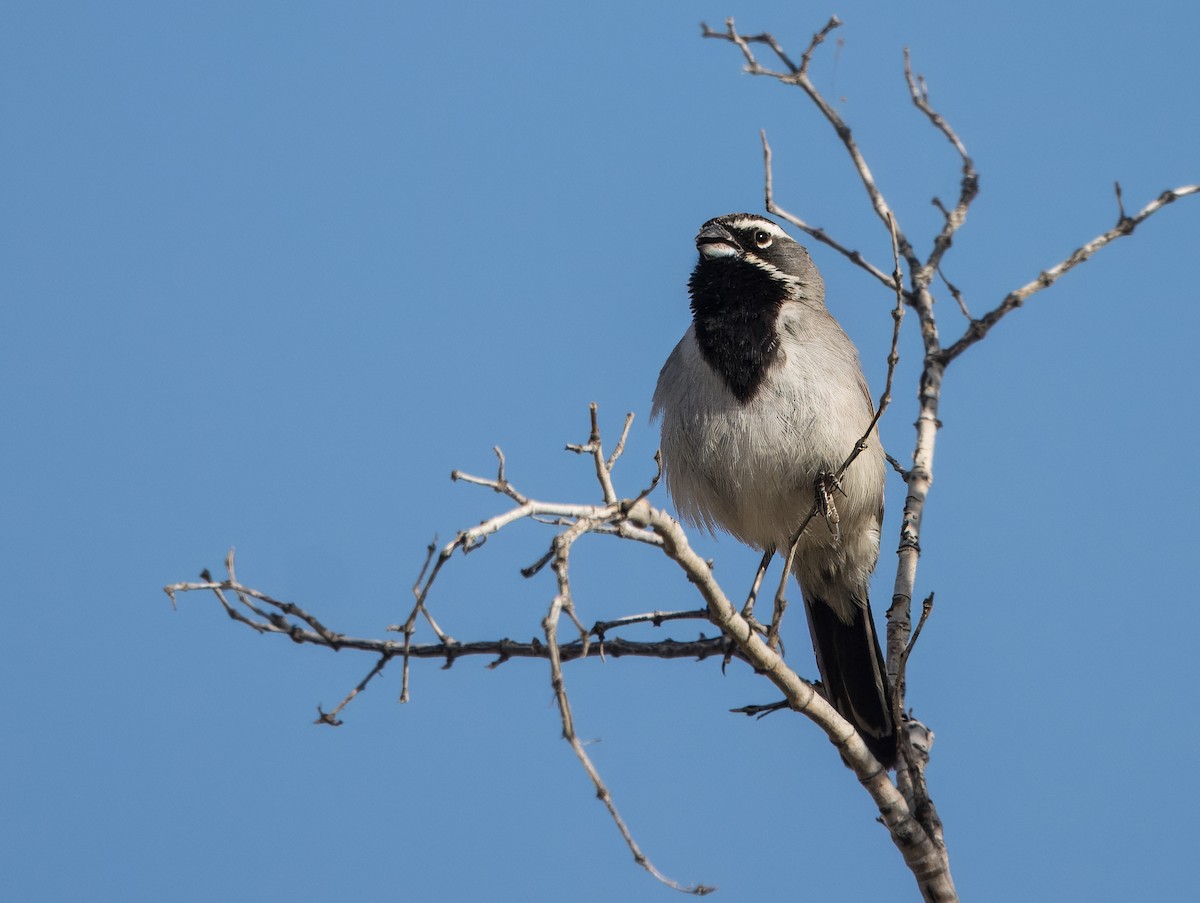 Black-throated Sparrow - ML619412463
