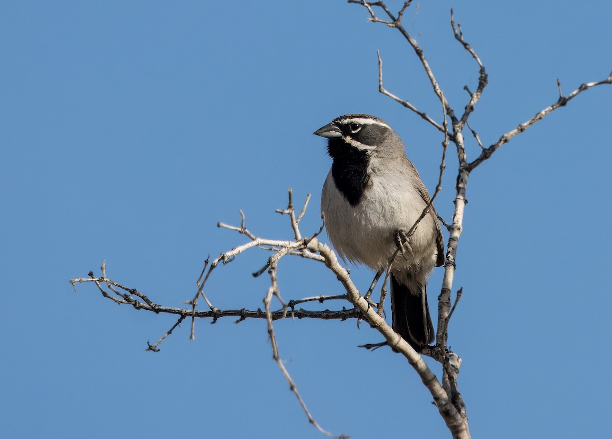 Black-throated Sparrow - ML619412464