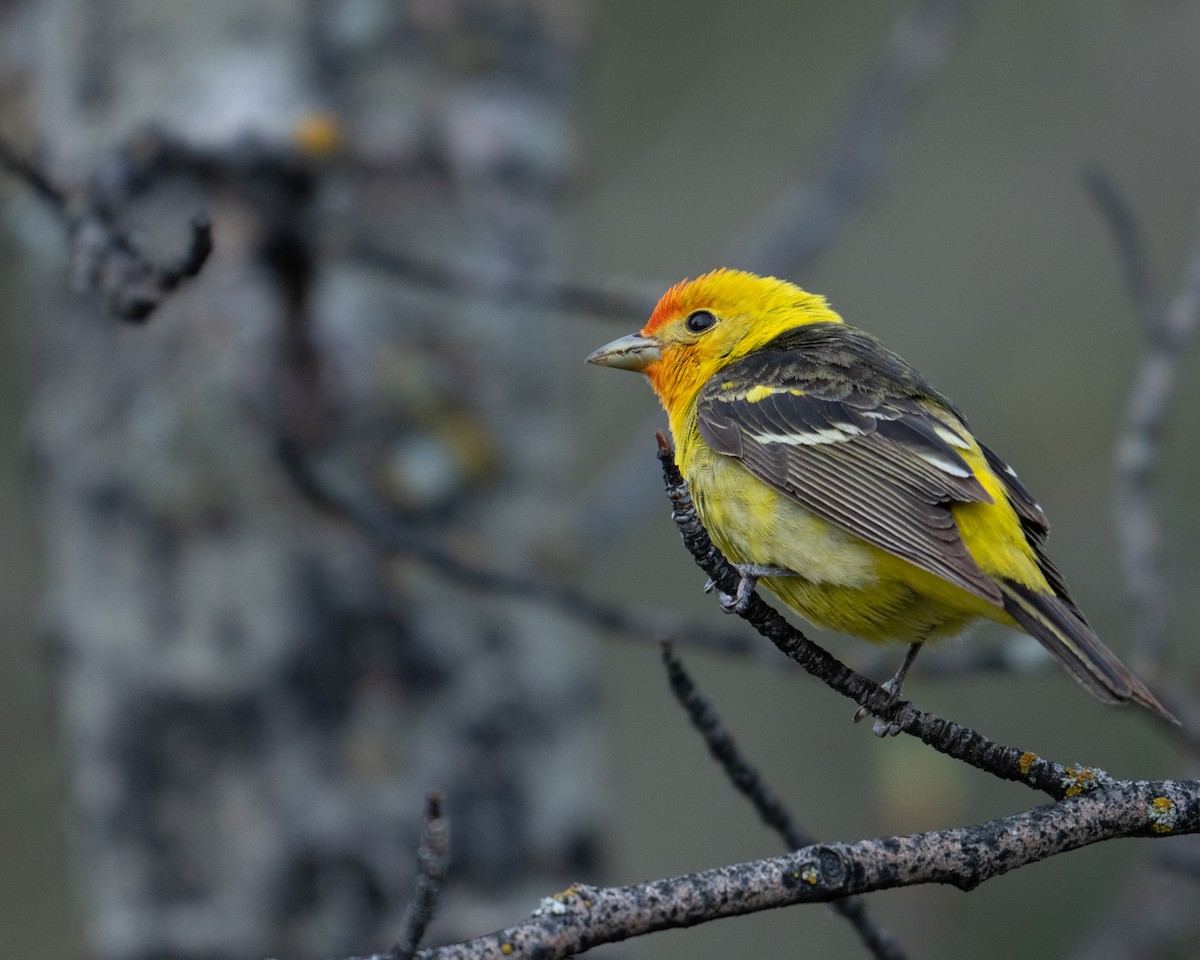 Western Tanager - ML619412472