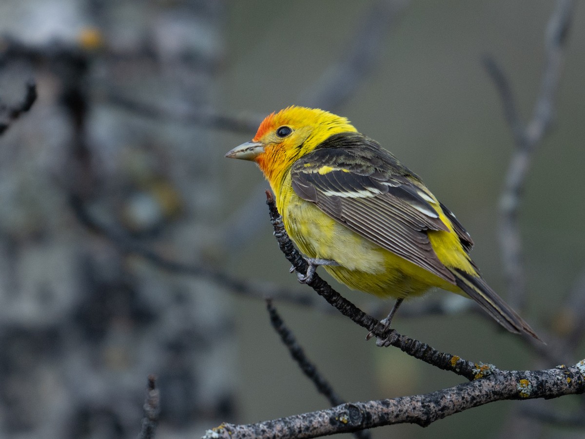 Western Tanager - ML619412473