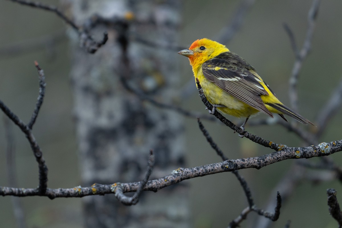Western Tanager - ML619412475