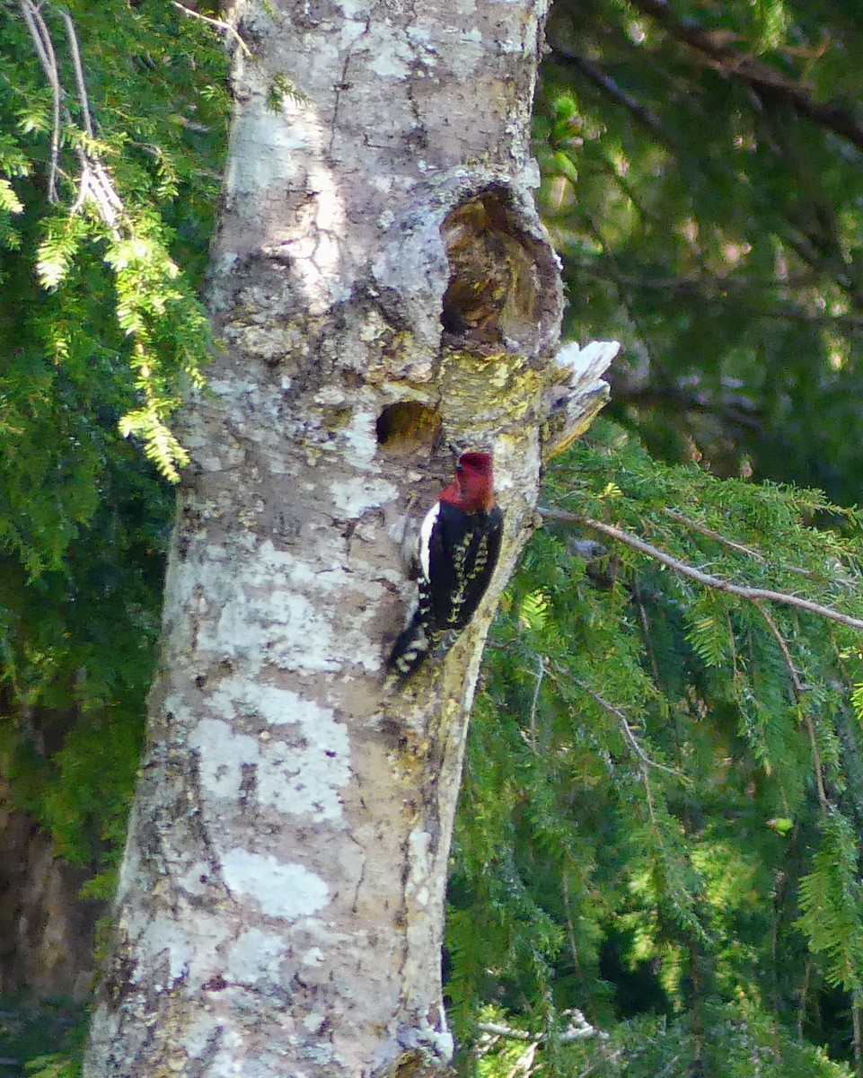 Red-breasted Sapsucker - ML619412525