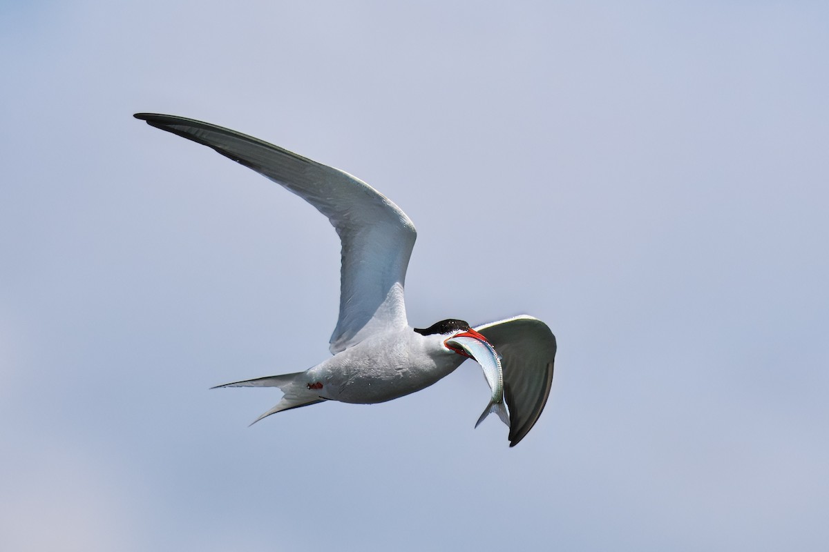 Common Tern - ML619412543