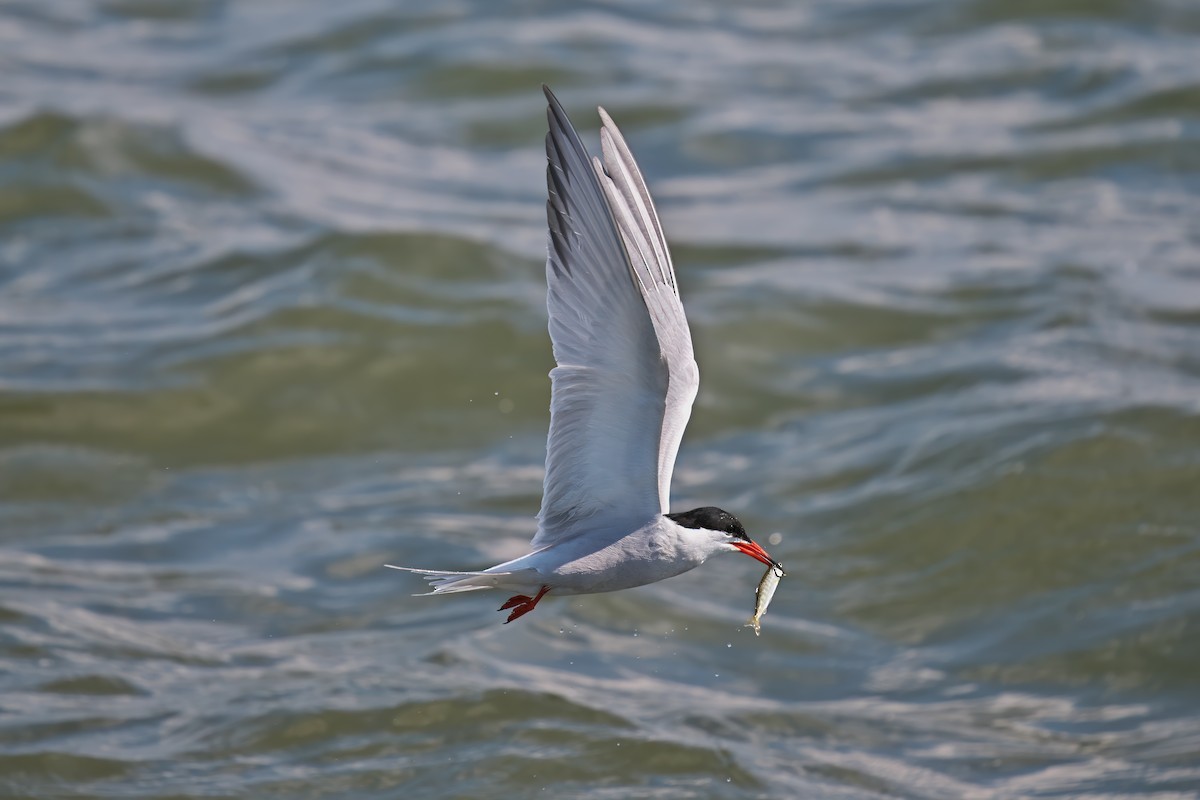 Common Tern - ML619412544
