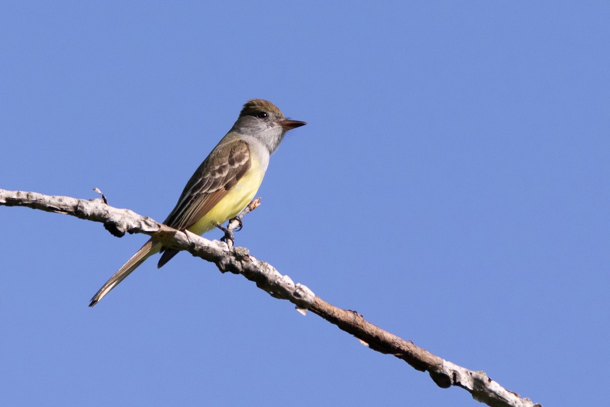Great Crested Flycatcher - ML619412564