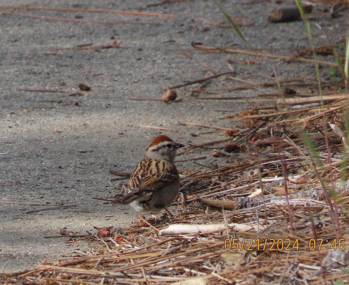 Chipping Sparrow - ML619412570