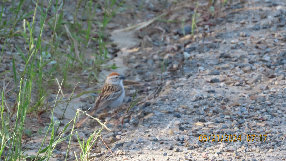 Chipping Sparrow - ML619412571