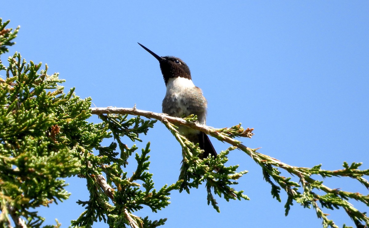 Ruby-throated Hummingbird - ML619412636