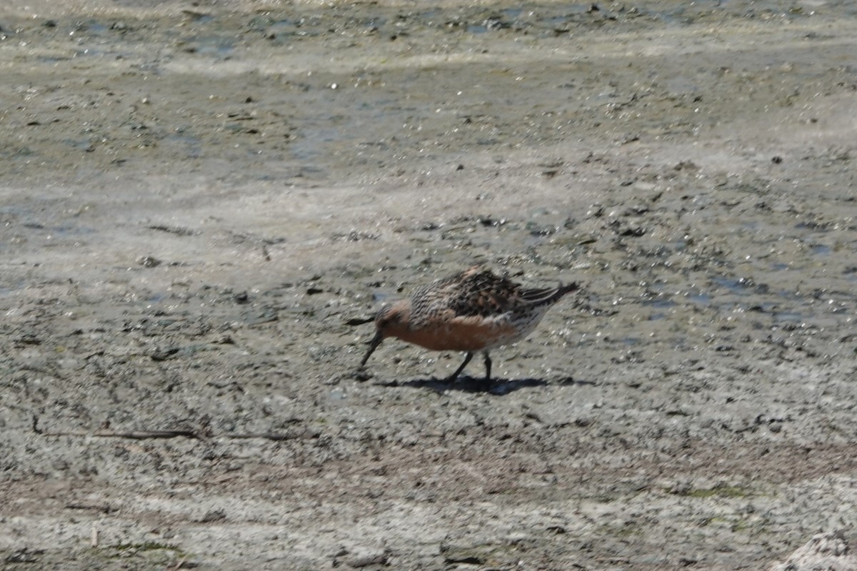 Red Knot - ML619412648