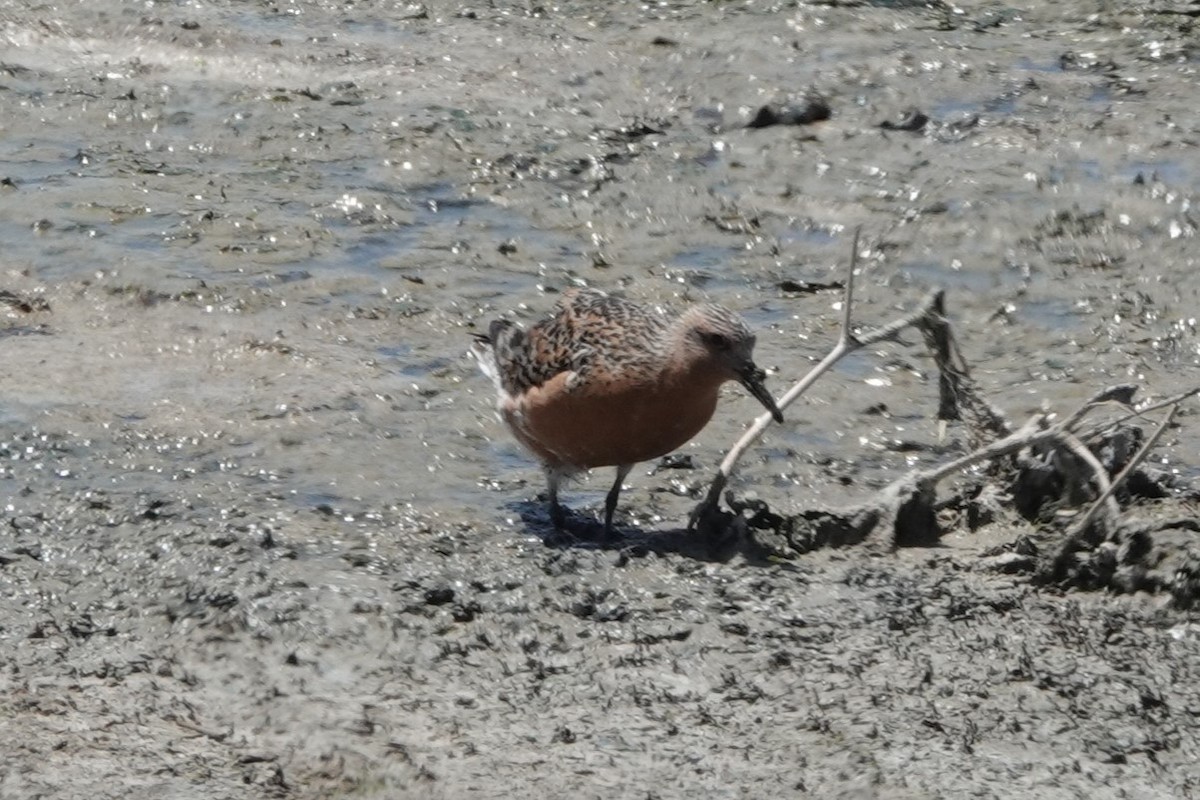 Red Knot - ML619412649