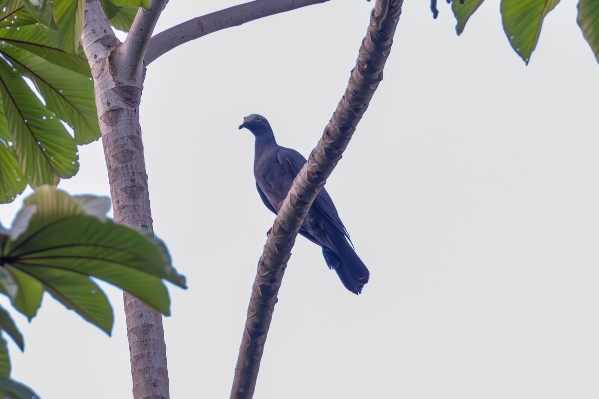 White-crowned Pigeon - ML619412654