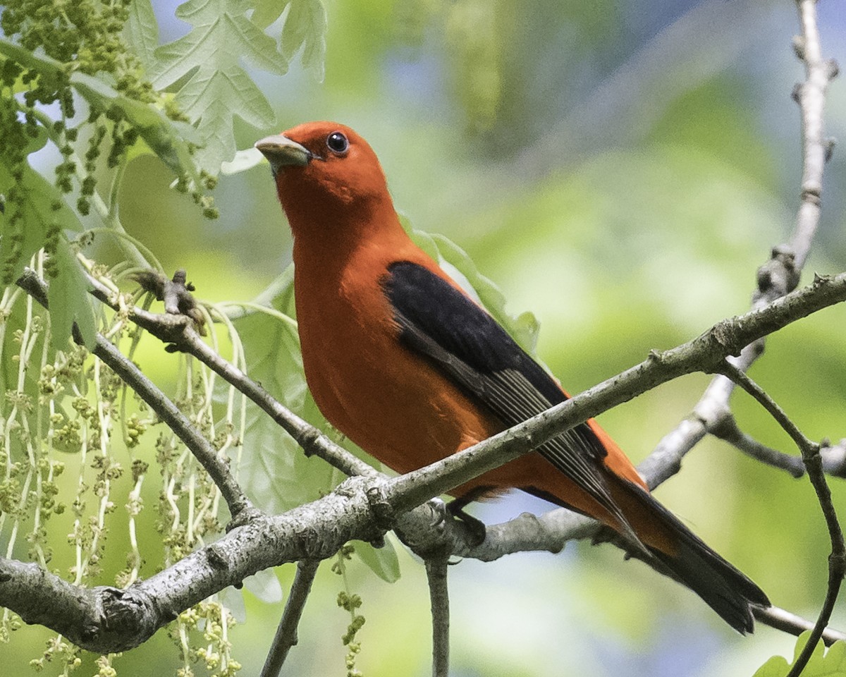 Scarlet Tanager - ML619412663