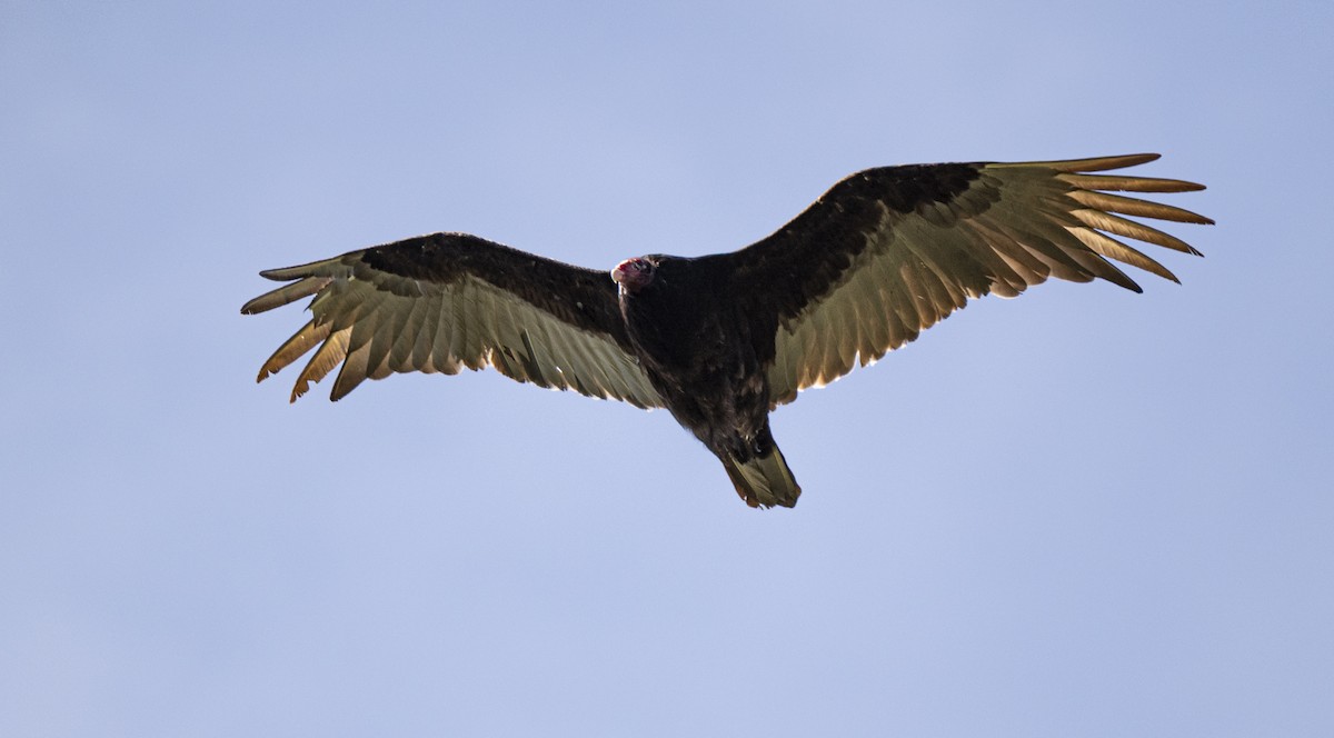 Turkey Vulture - ML619412753