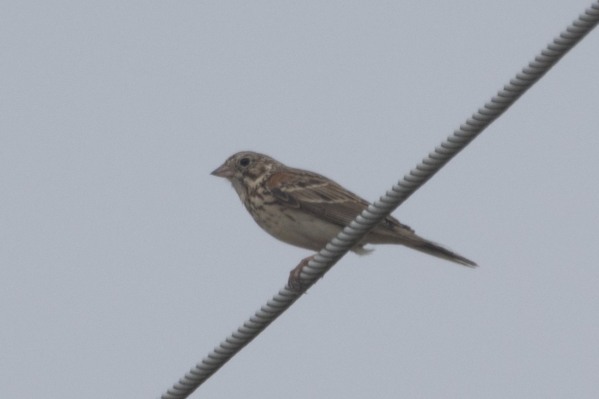 Vesper Sparrow - ML619412754