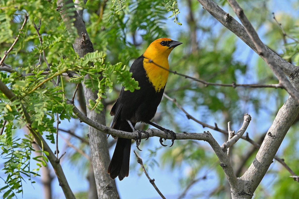 Yellow-headed Blackbird - ML619412801