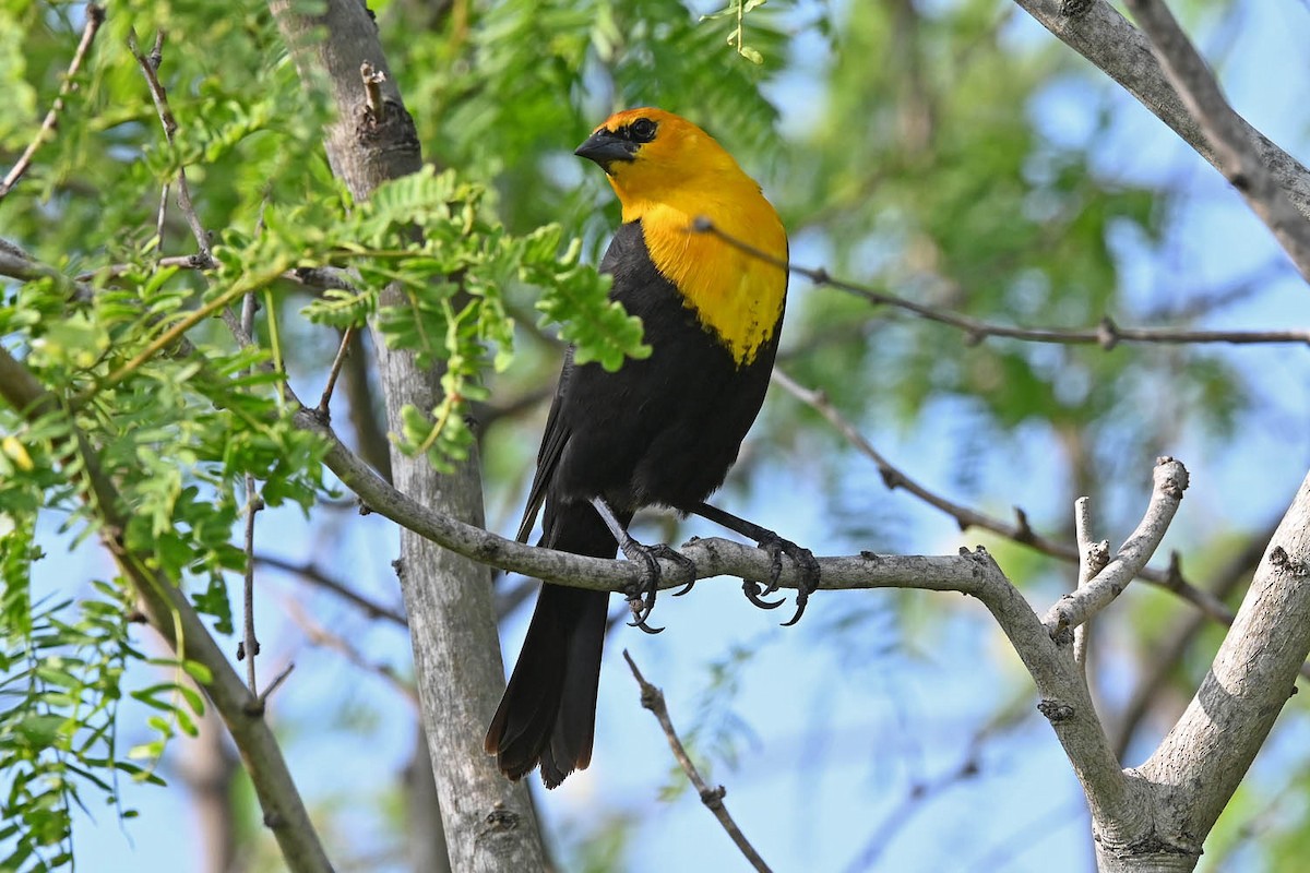 Yellow-headed Blackbird - ML619412802