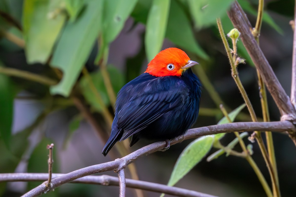 Red-capped Manakin - ML619412841