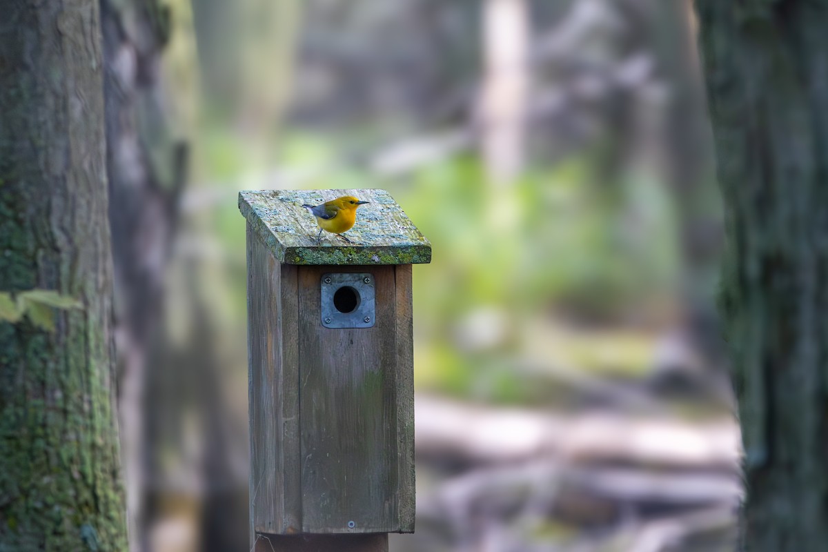 Prothonotary Warbler - ML619412856