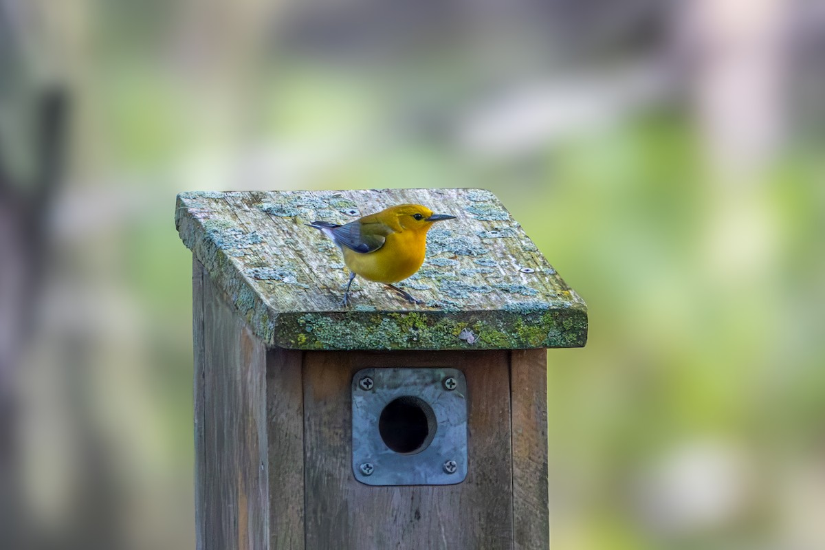 Prothonotary Warbler - ML619412857