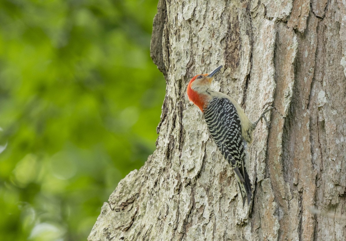 Red-bellied Woodpecker - ML619412867