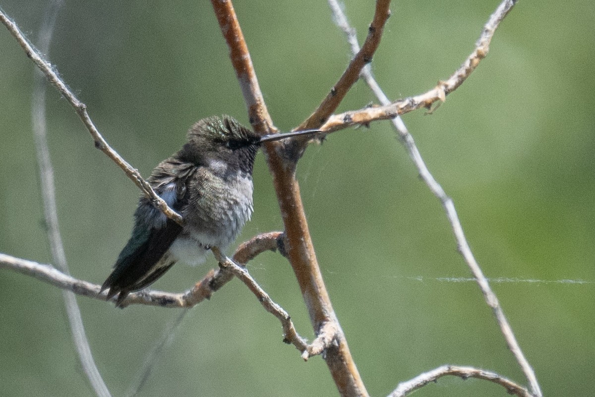 Black-chinned Hummingbird - ML619412934