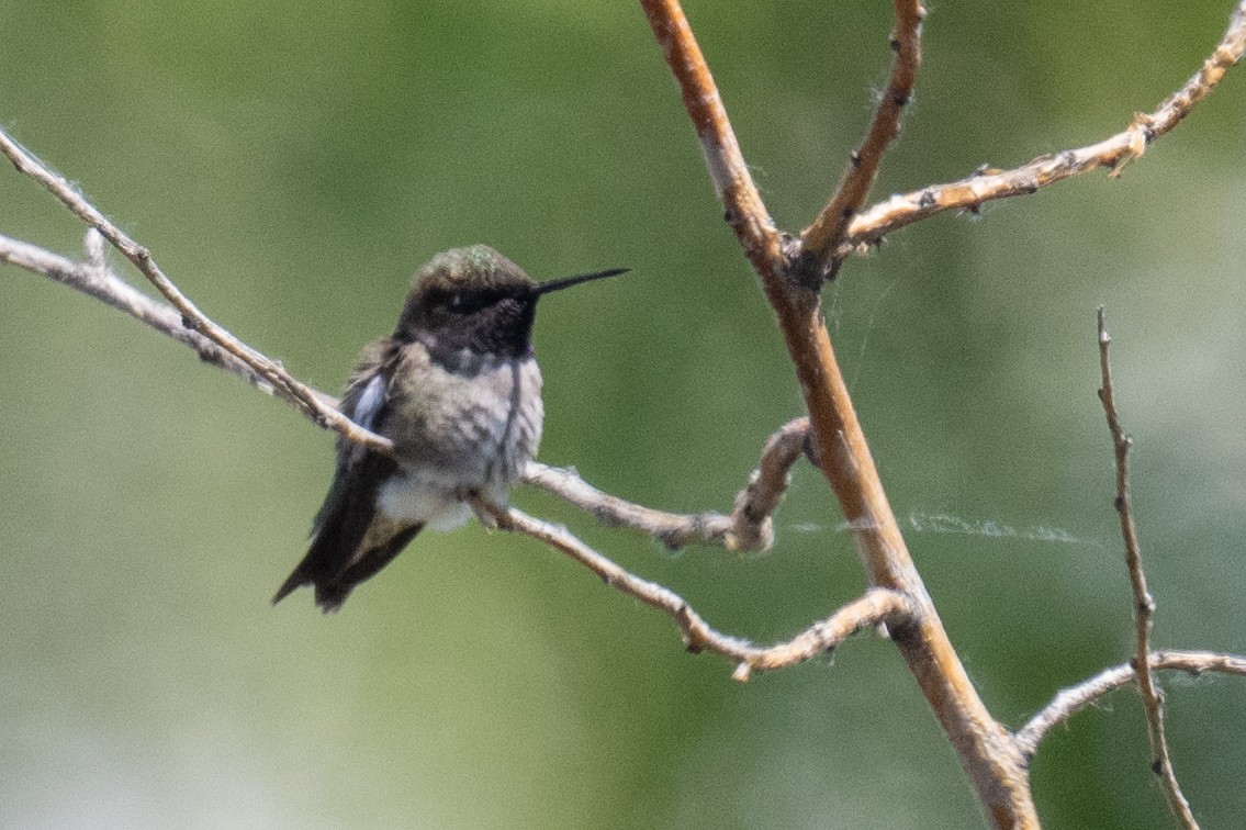 Black-chinned Hummingbird - ML619412951