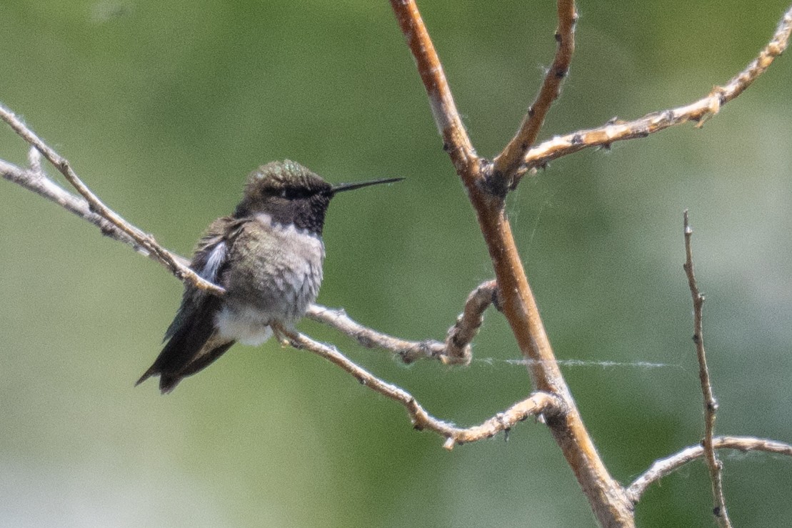 Black-chinned Hummingbird - ML619412959