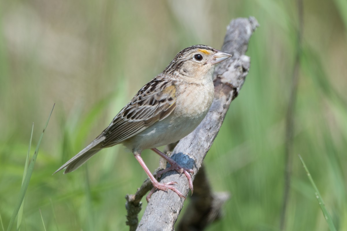 Grasshopper Sparrow - ML619413024