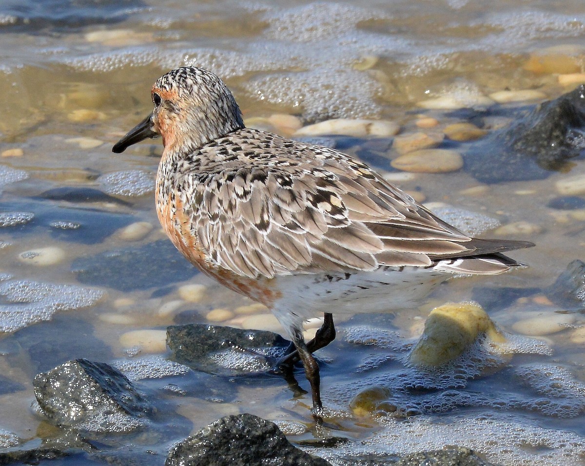 Red Knot - ML619413046