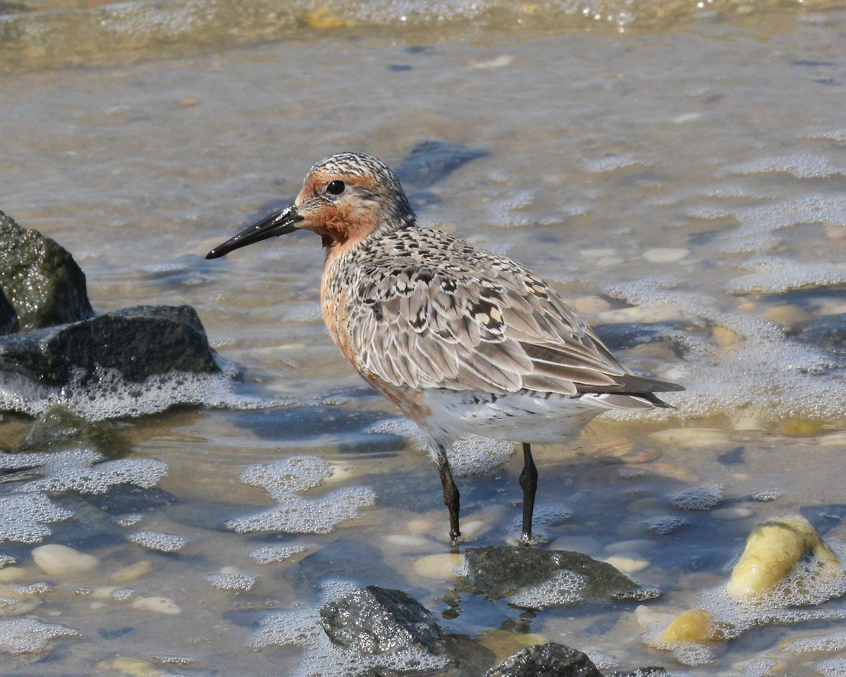 Red Knot - ML619413056
