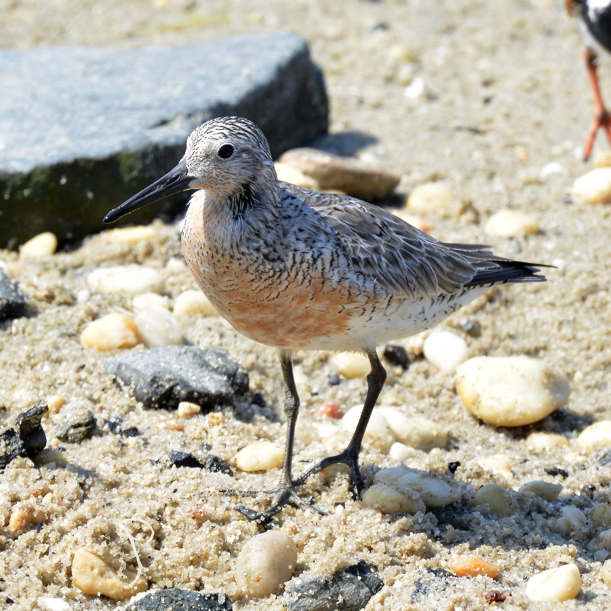 Red Knot - ML619413061
