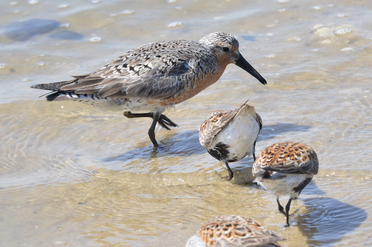 Red Knot - ML619413062