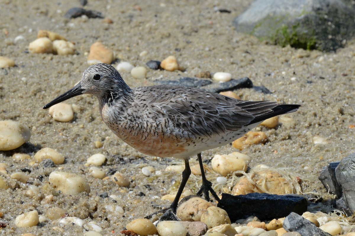 Red Knot - ML619413064