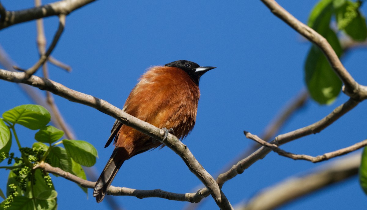 Orchard Oriole - ML619413070