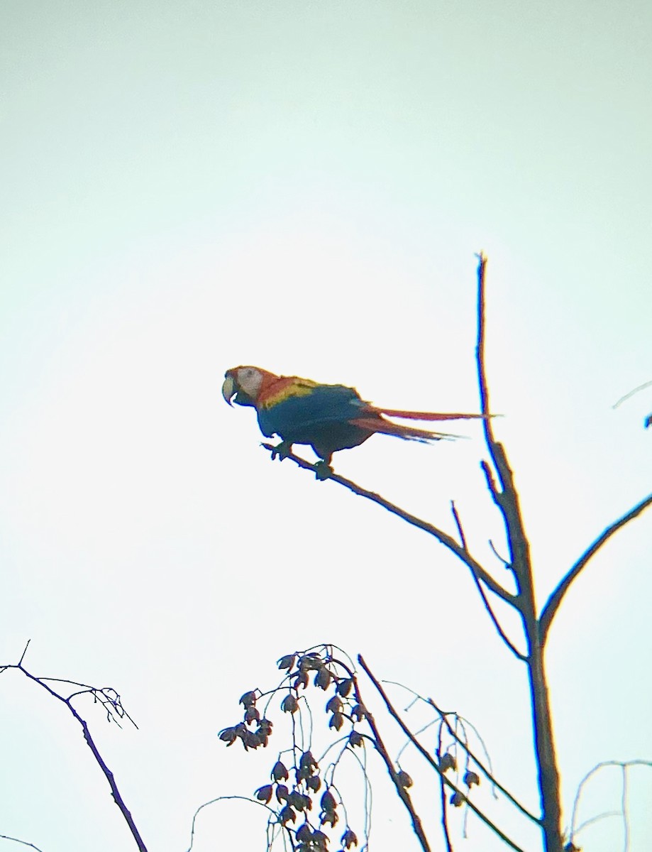 Scarlet Macaw - ML619413076