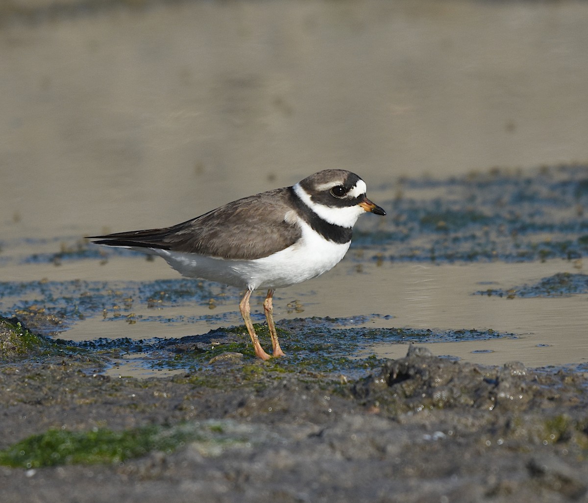 Common Ringed Plover - ML619413077