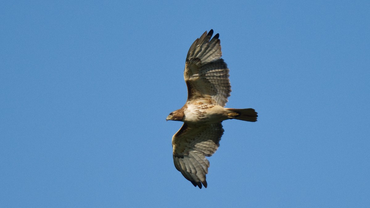 Red-tailed Hawk - ML619413081