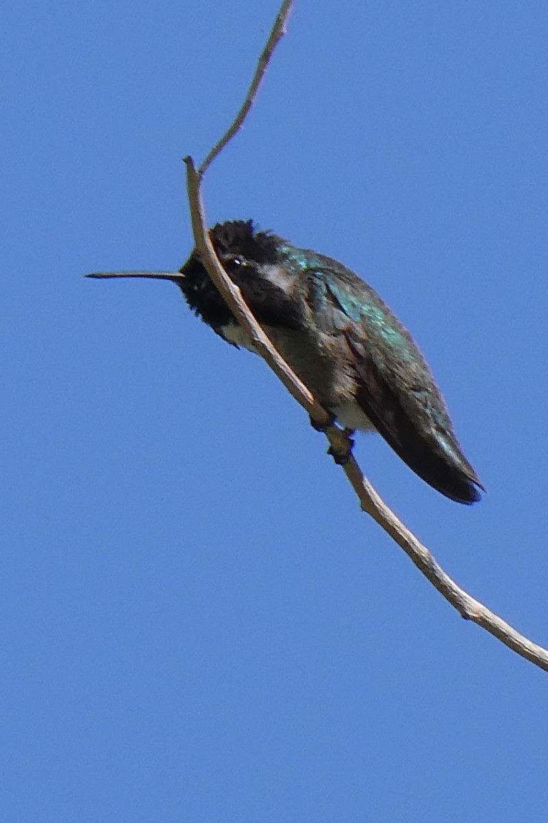 Costa's Hummingbird - ML619413089