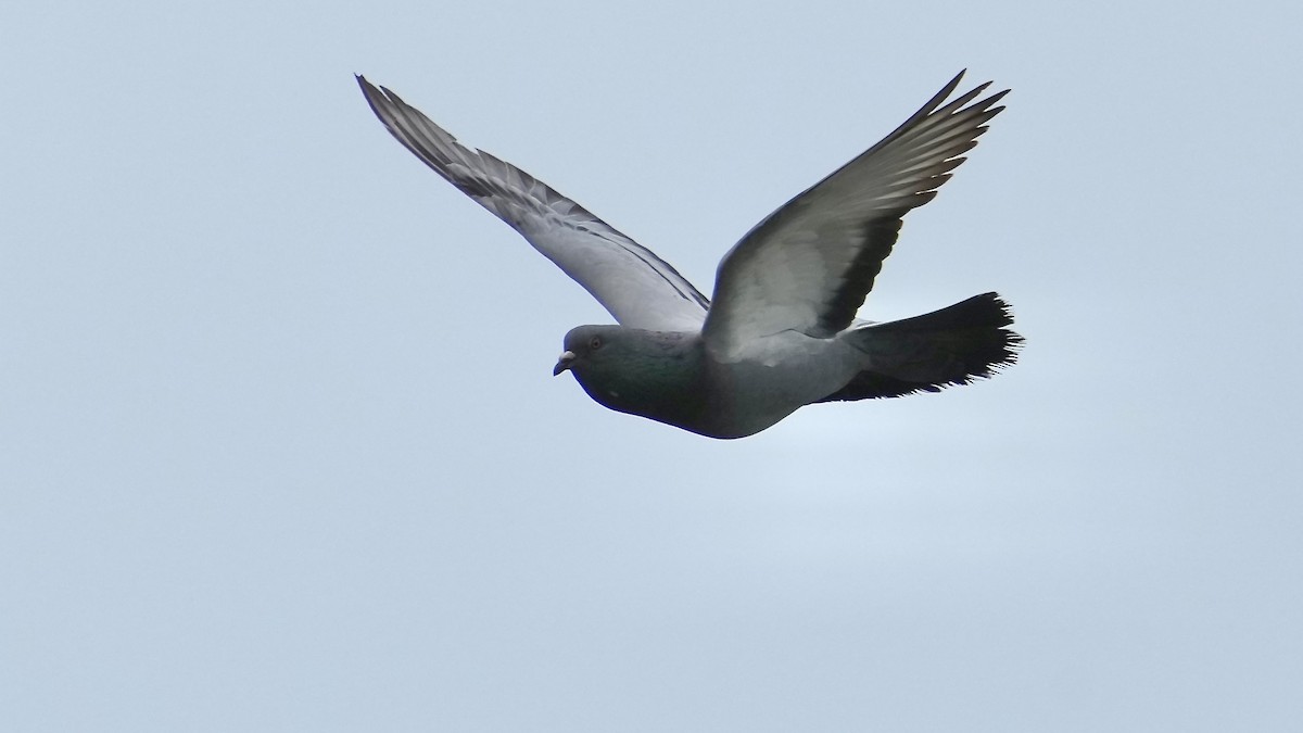 Сизый голубь (Одомашненного типа) - ML619413092