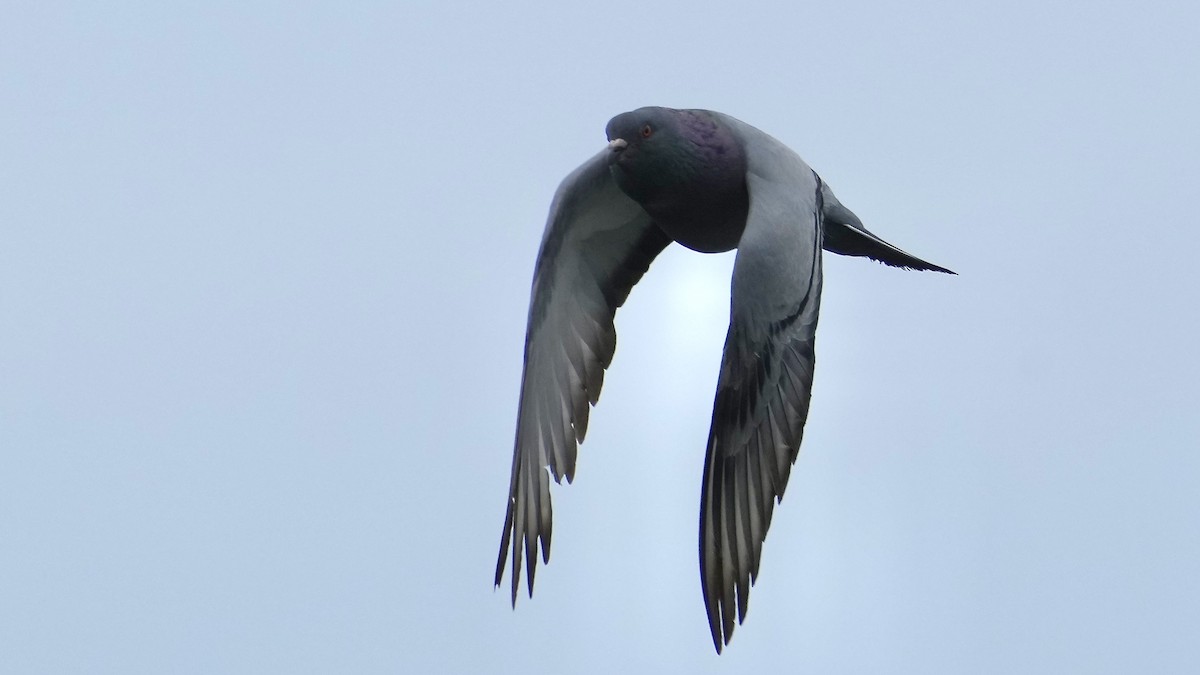 Rock Pigeon (Feral Pigeon) - ML619413097