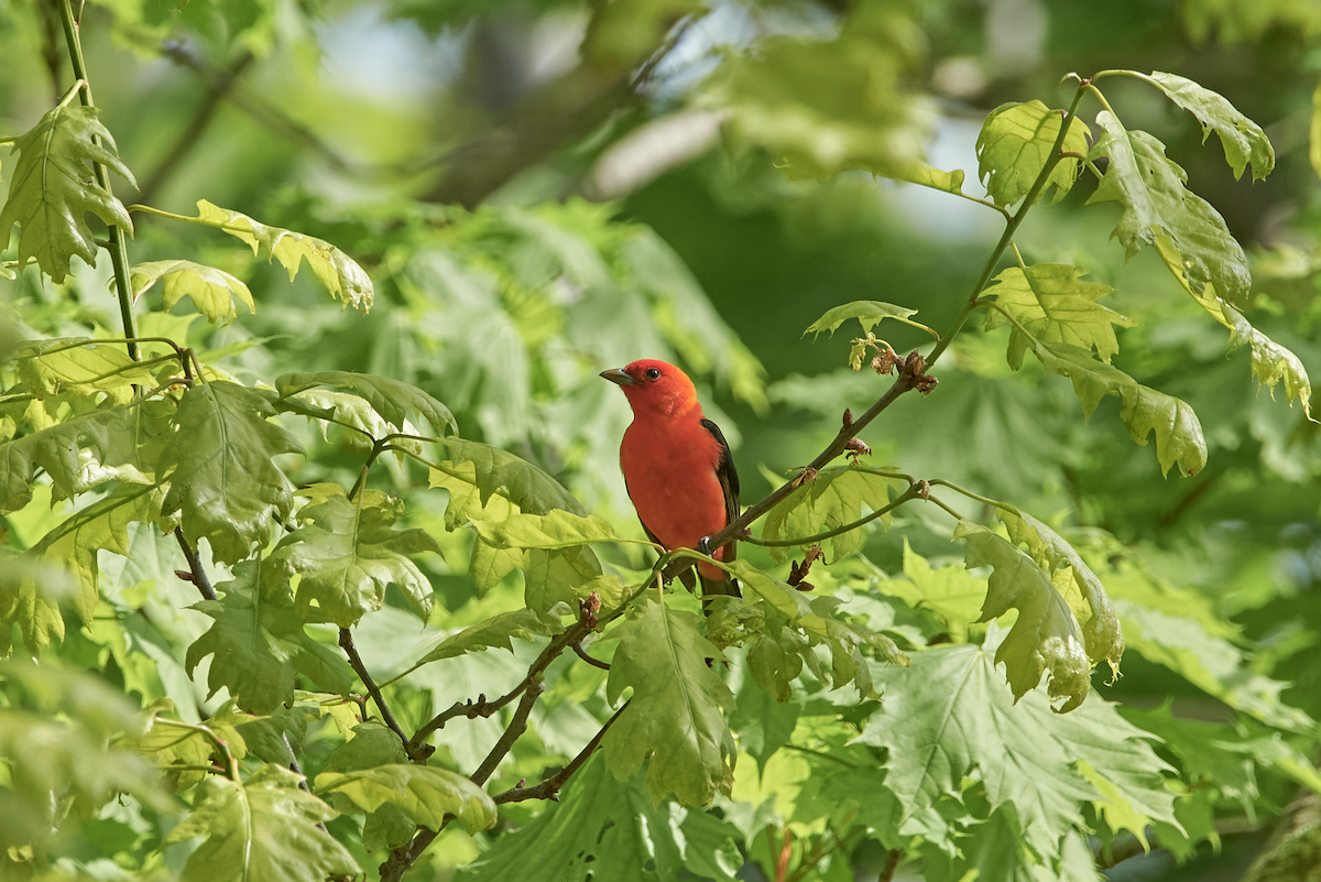 Scarlet Tanager - ML619413145